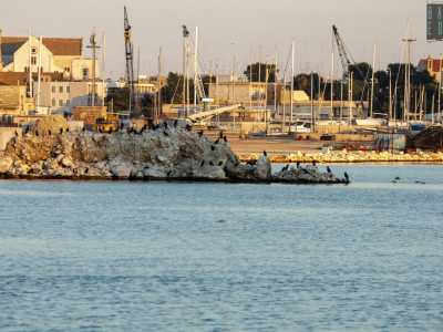 ...mentre al centro della baia si staglia il predetto isolotto: un cumulo di massi che gabbiani e cormorani hanno deciso di �occupare�, quasi fosse l�ultimo baluardo contro quei lavori che stanno distruggendo per sempre la loro casa